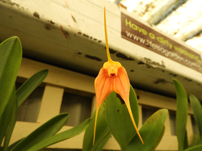 Masdevallia Falcata x peristeria flower close-up, orange with red veining