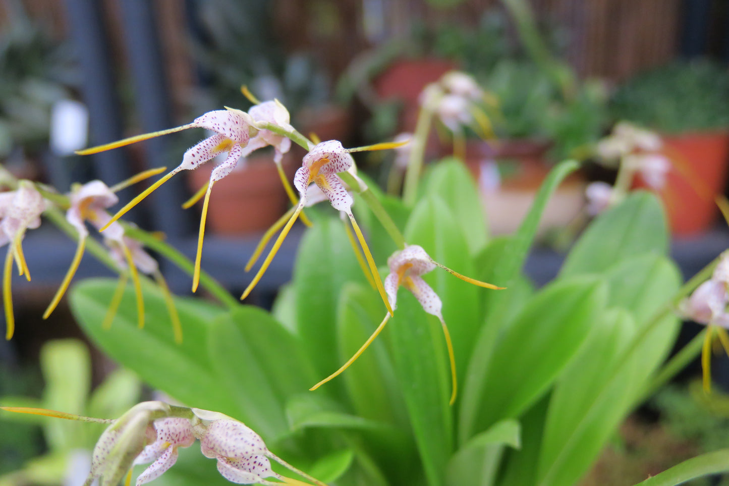 Masdevallia polysticta 'CA' plant habit