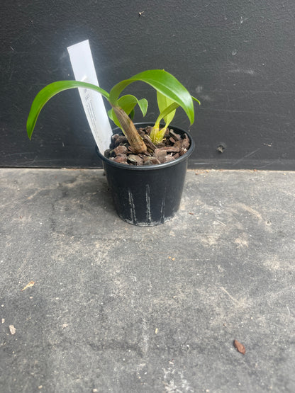 Dendrobium Newbold Starburst '#1' x spec 'Chloe'