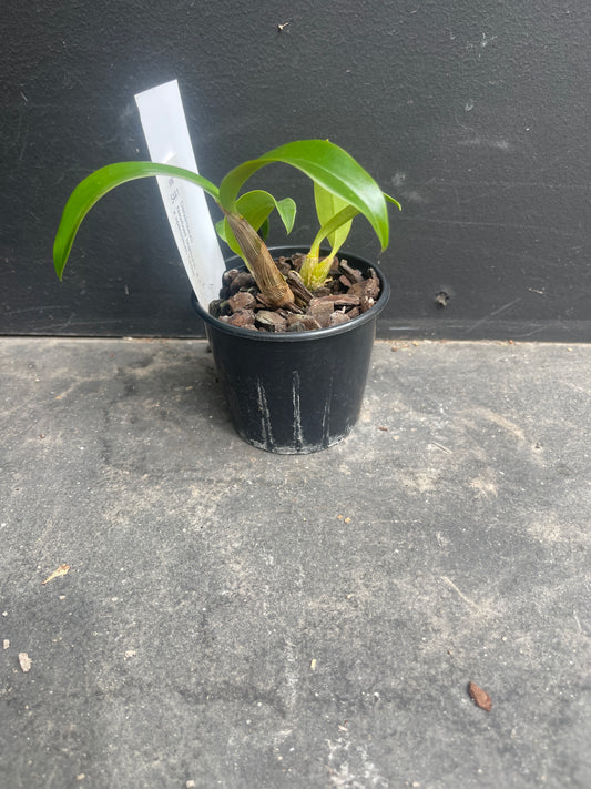 Dendrobium Newbold Starburst '#1' x spec 'Chloe'