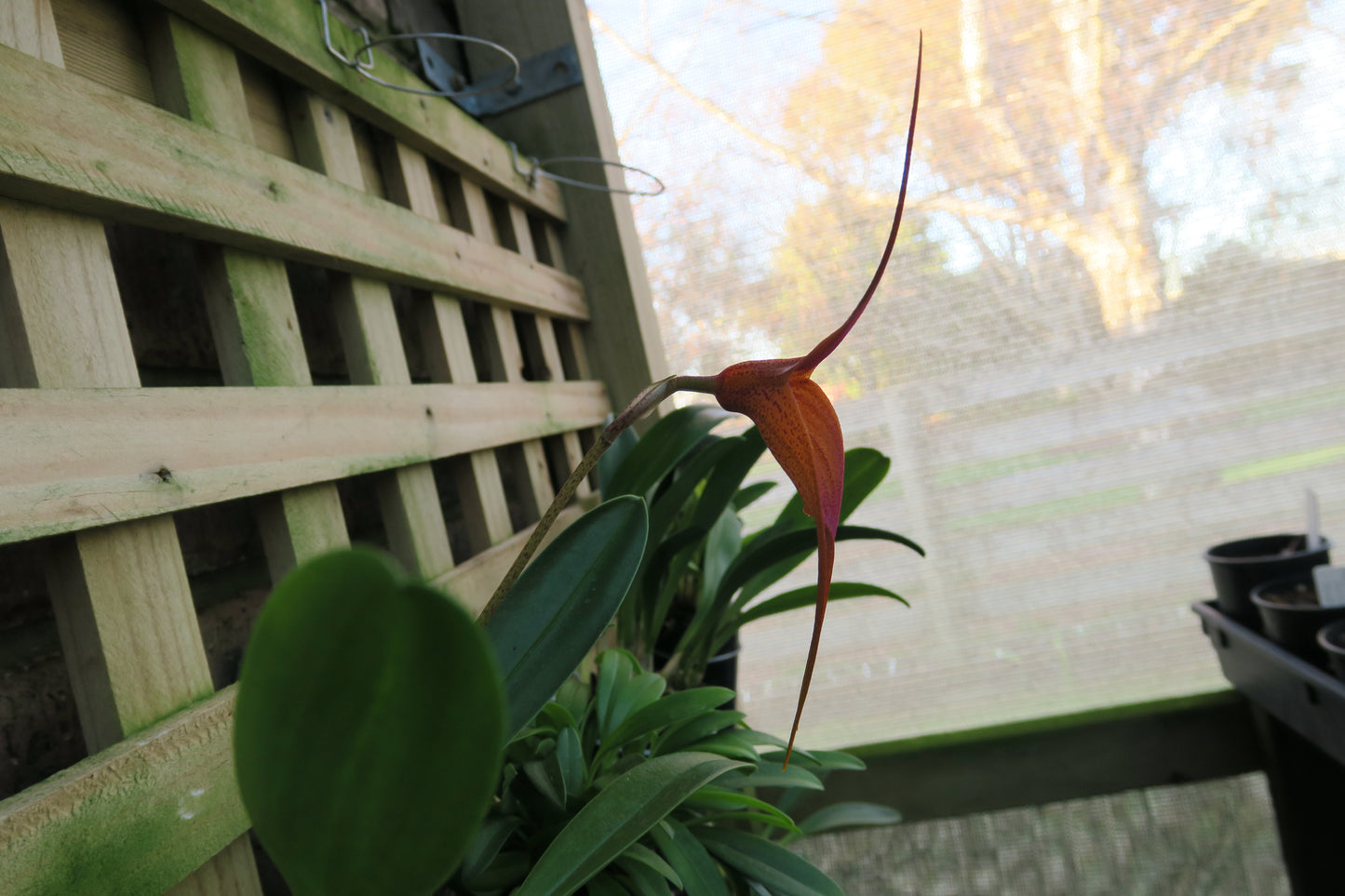Masdevallia King Leon