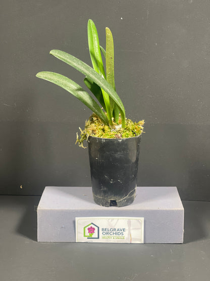 Masdevallia maloi 'Franklin' plant showing compact upright foliage in cultivation