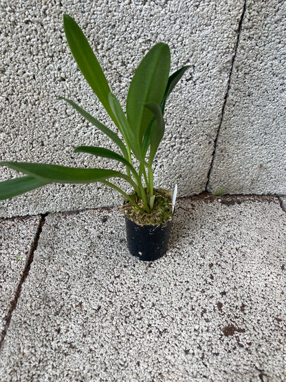 Masdevallia Morning Glory ‘KHB’ AD/AOC