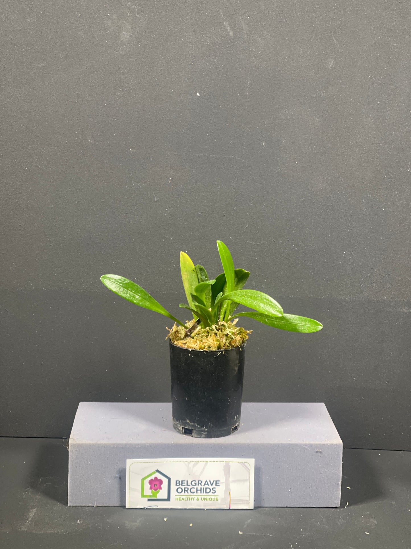 Masdevallia Vin Rouge 'Raisin Wine' plant showing compact upright foliage in cultivation
