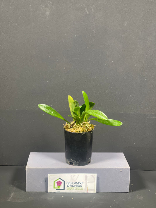 Masdevallia Vin Rouge ‘Raisin Wine’