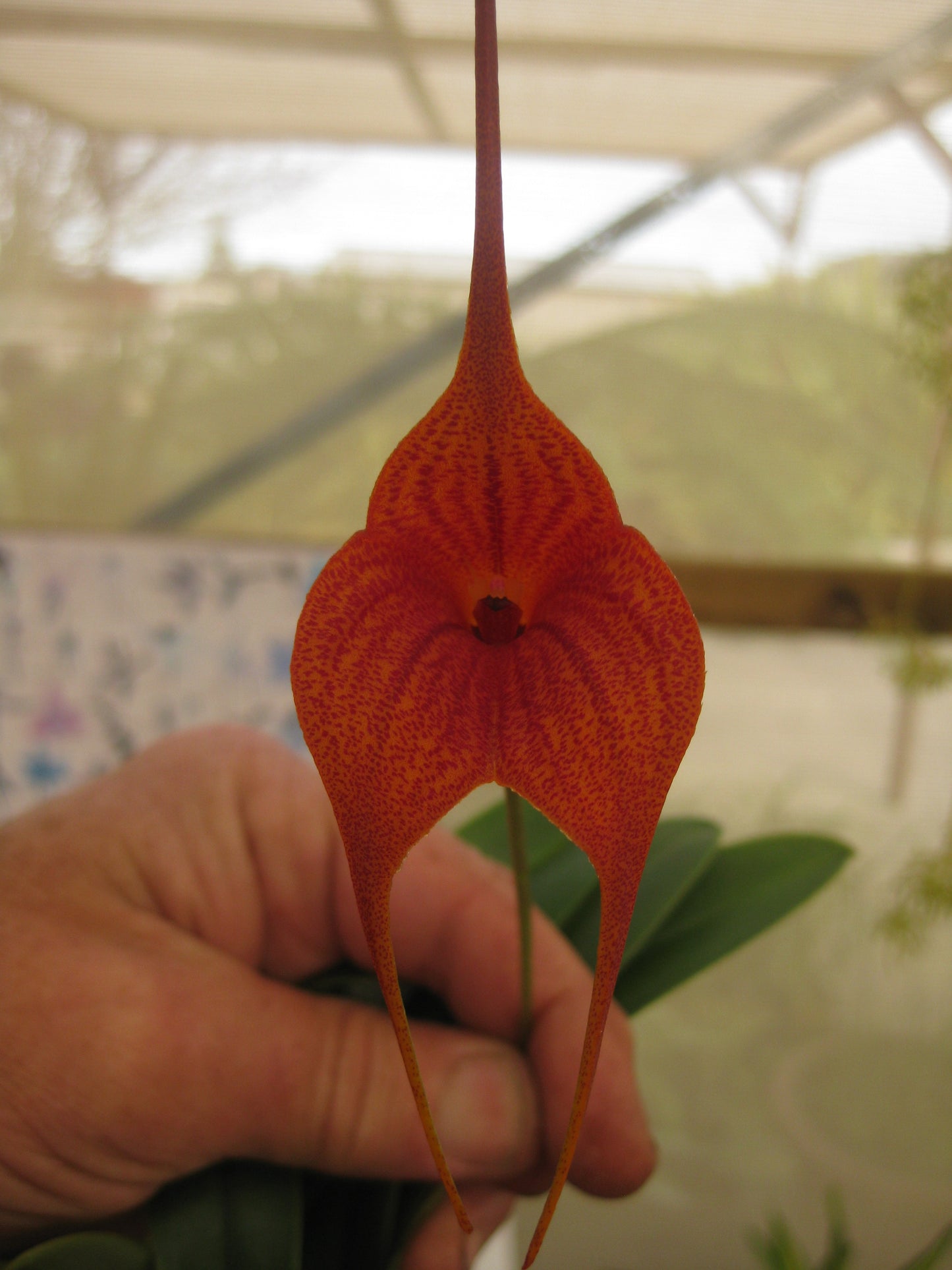 Masdevallia Hoosa Queen 'Royale' HCC/AOC