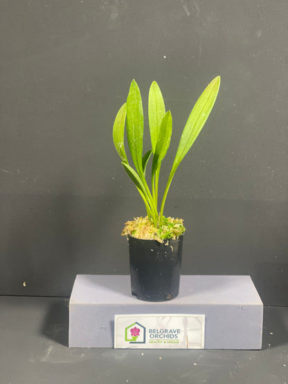 Masdevallia Frosty Stripes 'Lilac Snow' plant showing compact upright foliage in cultivation