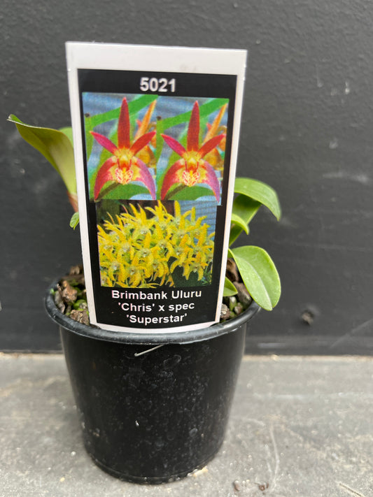 Dendrobium Brimbank Uluṟu x spec