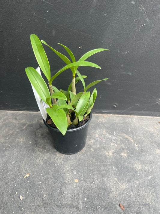 Dendrobium Tyabb 'Heather' AM/OSCOV x Flinders 'Sunshine'