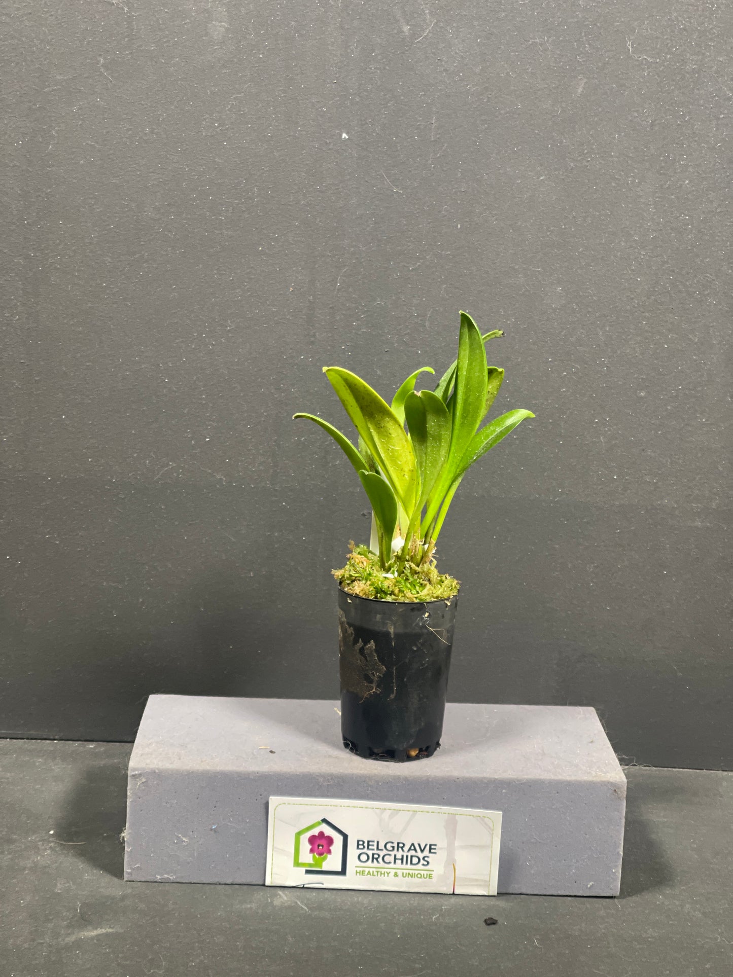 Masdevallia polysticta 'CA'