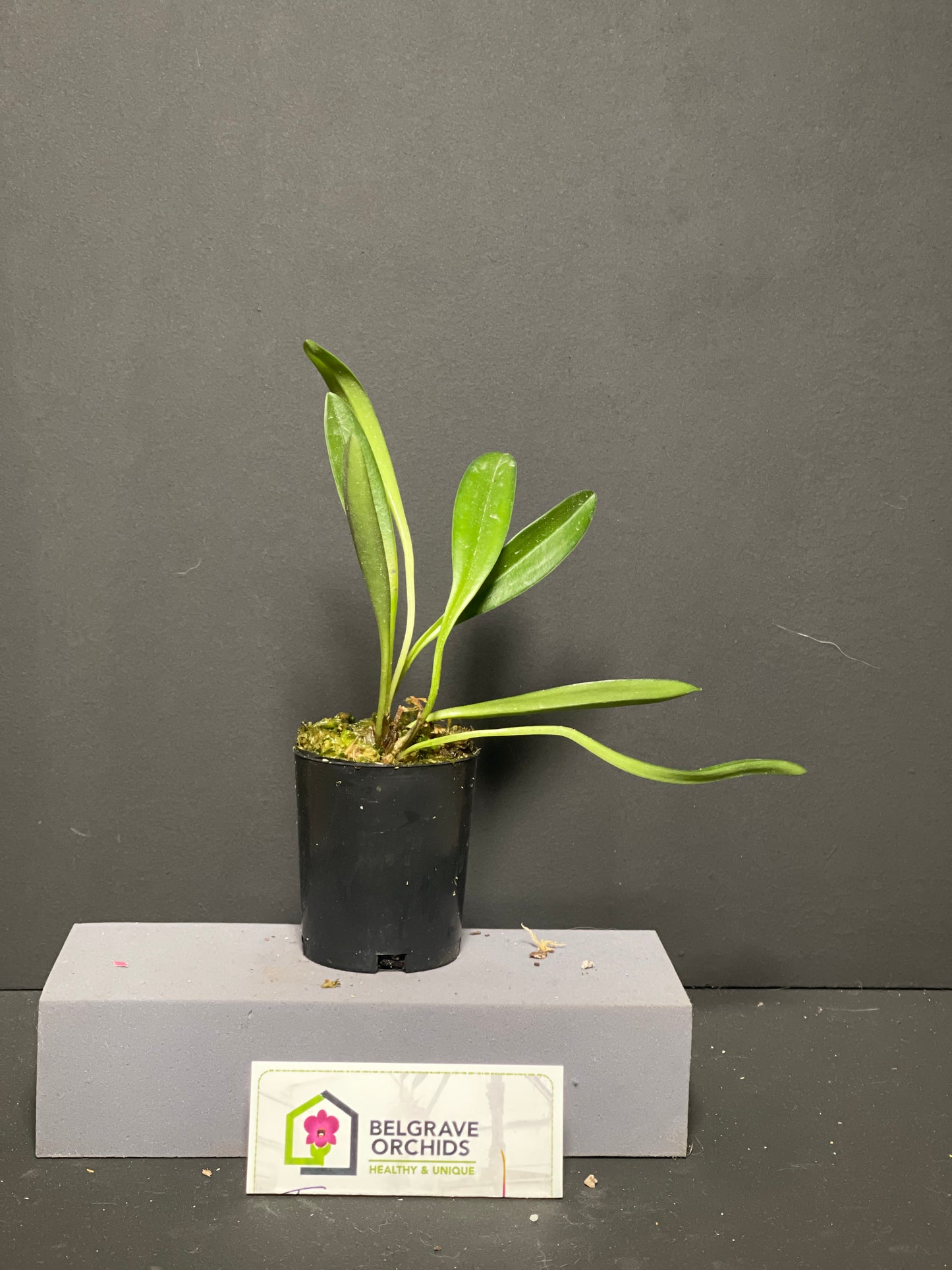 Masdevallia Veitch's Candy Cane 'Super Striper' HCC/OSCOV AM/AOC plant showing compact growth habit in pot