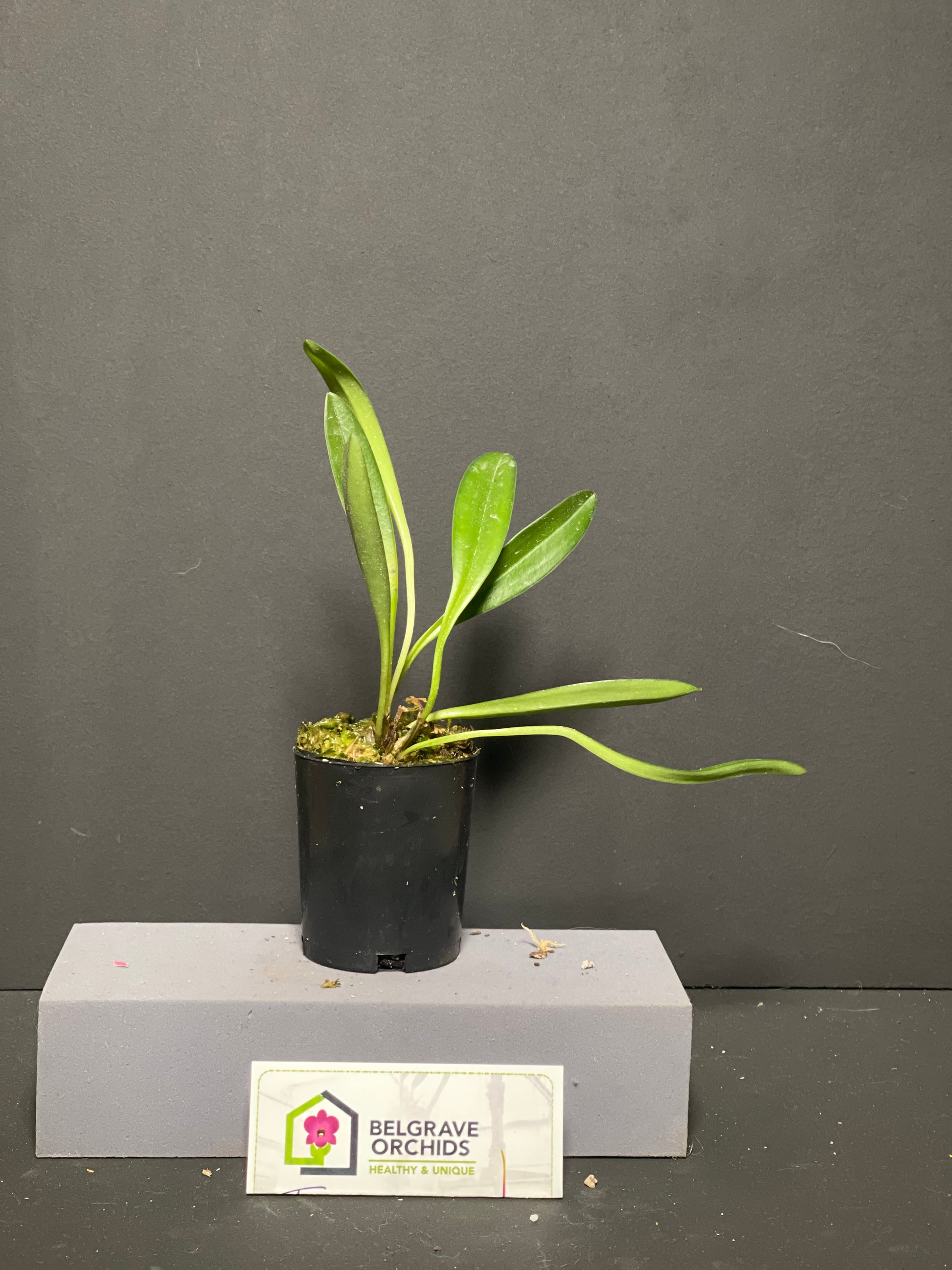 Masdevallia Veitch's Candy Cane 'Super Striper' HCC/OSCOV AM/AOC plant showing compact growth habit in pot
