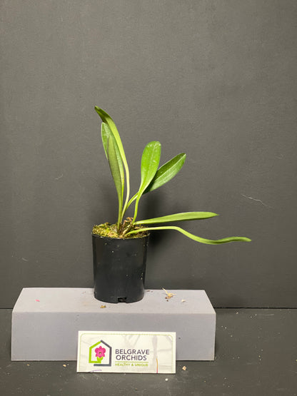Masdevallia Veitch's Candy Cane 'Super Striper' HCC/OSCOV AM/AOC plant showing compact growth habit in pot