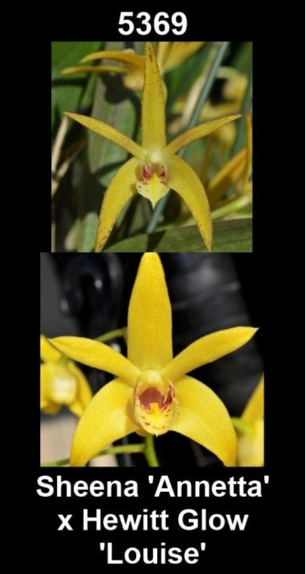 Dendrobium Sheena 'Annetta' × Hewitt Glow 'Louise'