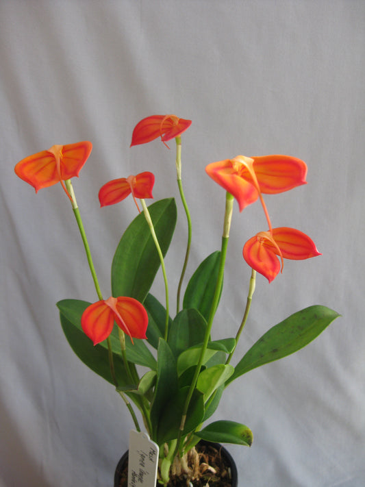 Masdevallia ignea 'Orange Fantasy'