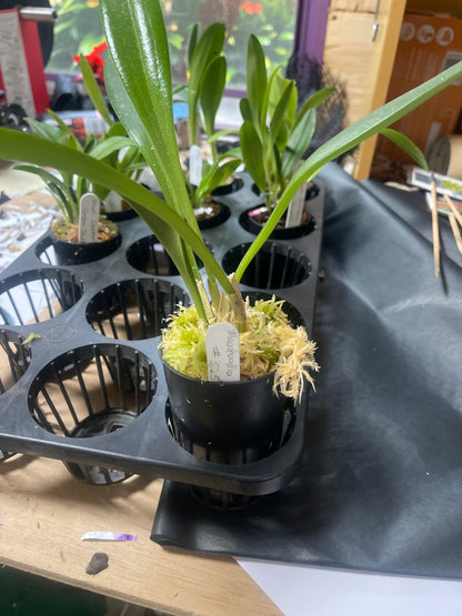 Masdevallia Bay of Fires '#525' plant showing compact upright foliage in cultivation