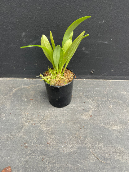 Masdevallia Latacunga ‘Morado Spot’