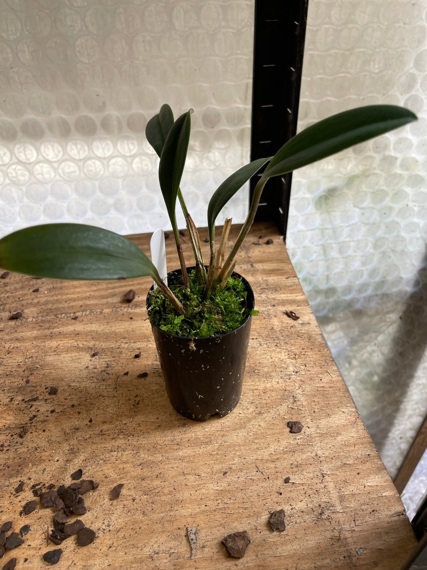 Masdevallia torta flower close-up showing elongated twisted sepals and distinctive architectural form