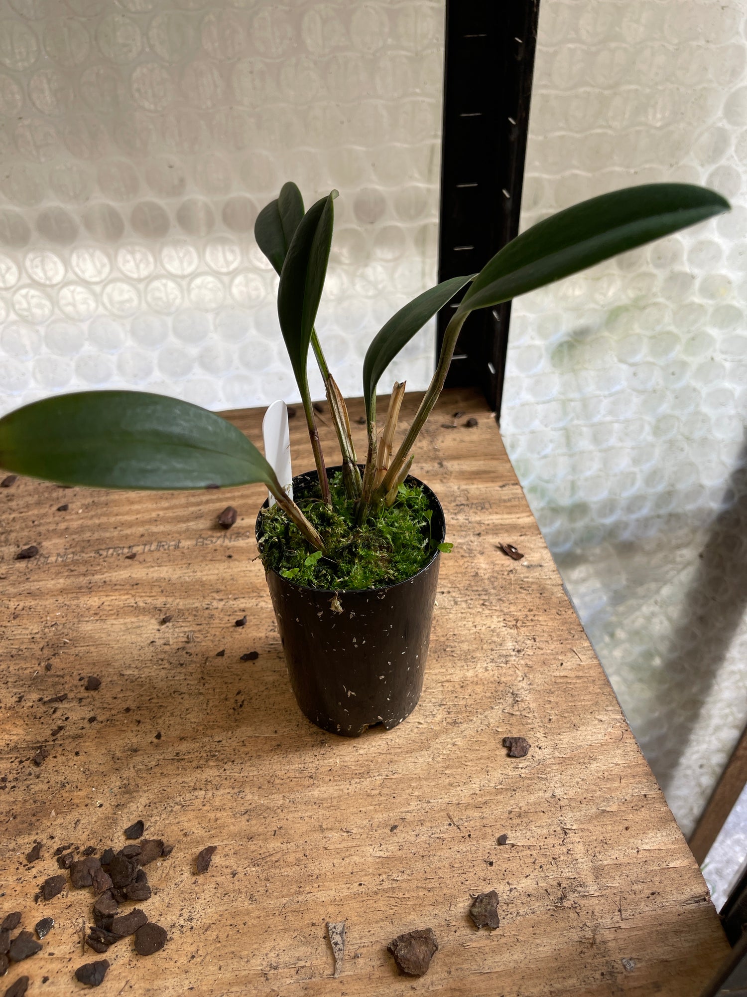 Masdevallia torta flower close-up showing elongated twisted sepals and distinctive architectural form