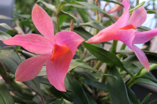 Dendrobium sulawesiense x cuthbertsonii hybrid orchid flower