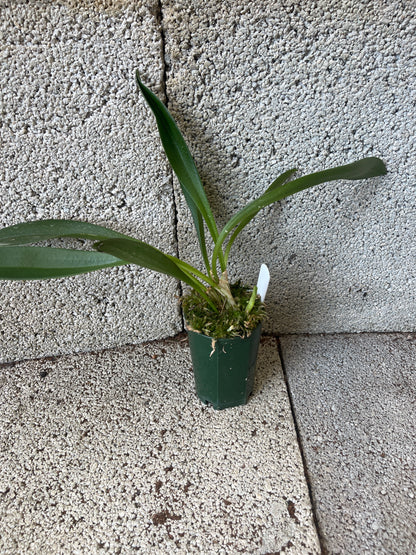 Masdevallia Curacao ‘Oliver’