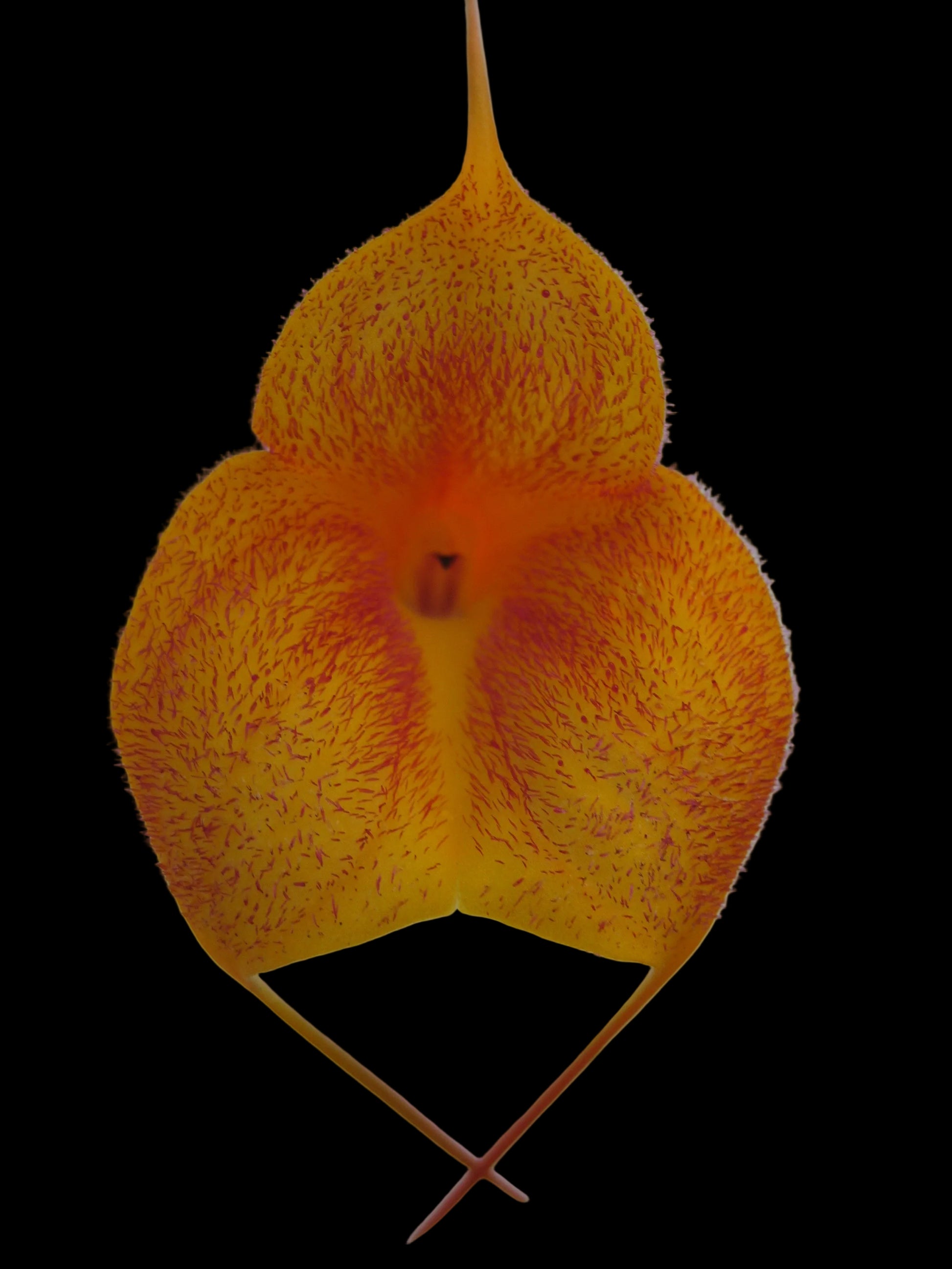 Masdevallia Angel Frost 'Winter Coat' second flower view showing triangular form and tails