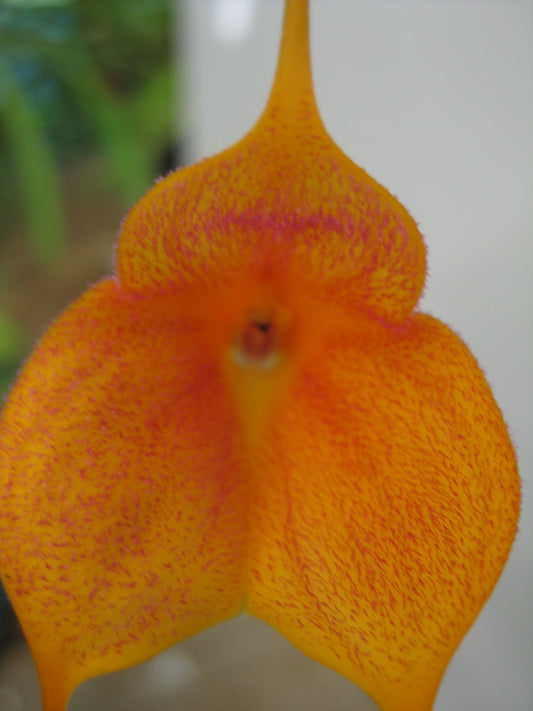 Masdevallia Angel Frost 'Winter Coat'