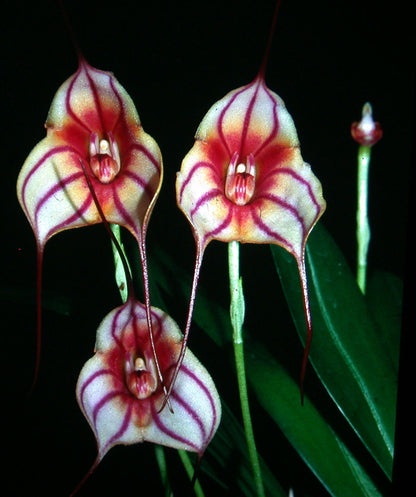 Masdevallia Antizana 'Dragon's Lair' HCC/OSCOV