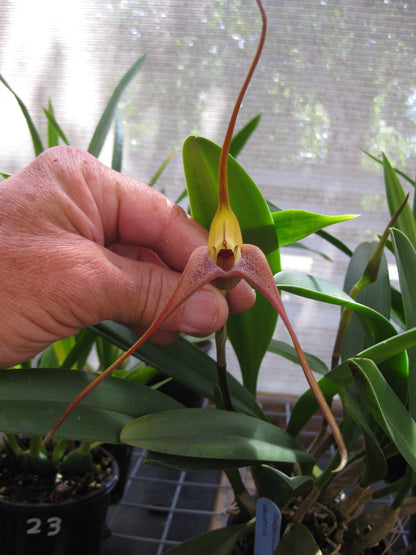 Masdevallia colossus (species)