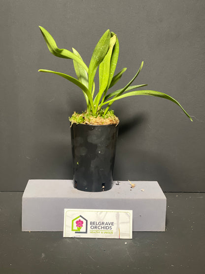 Porrovallia Monica plant showing compact upright foliage in cultivation