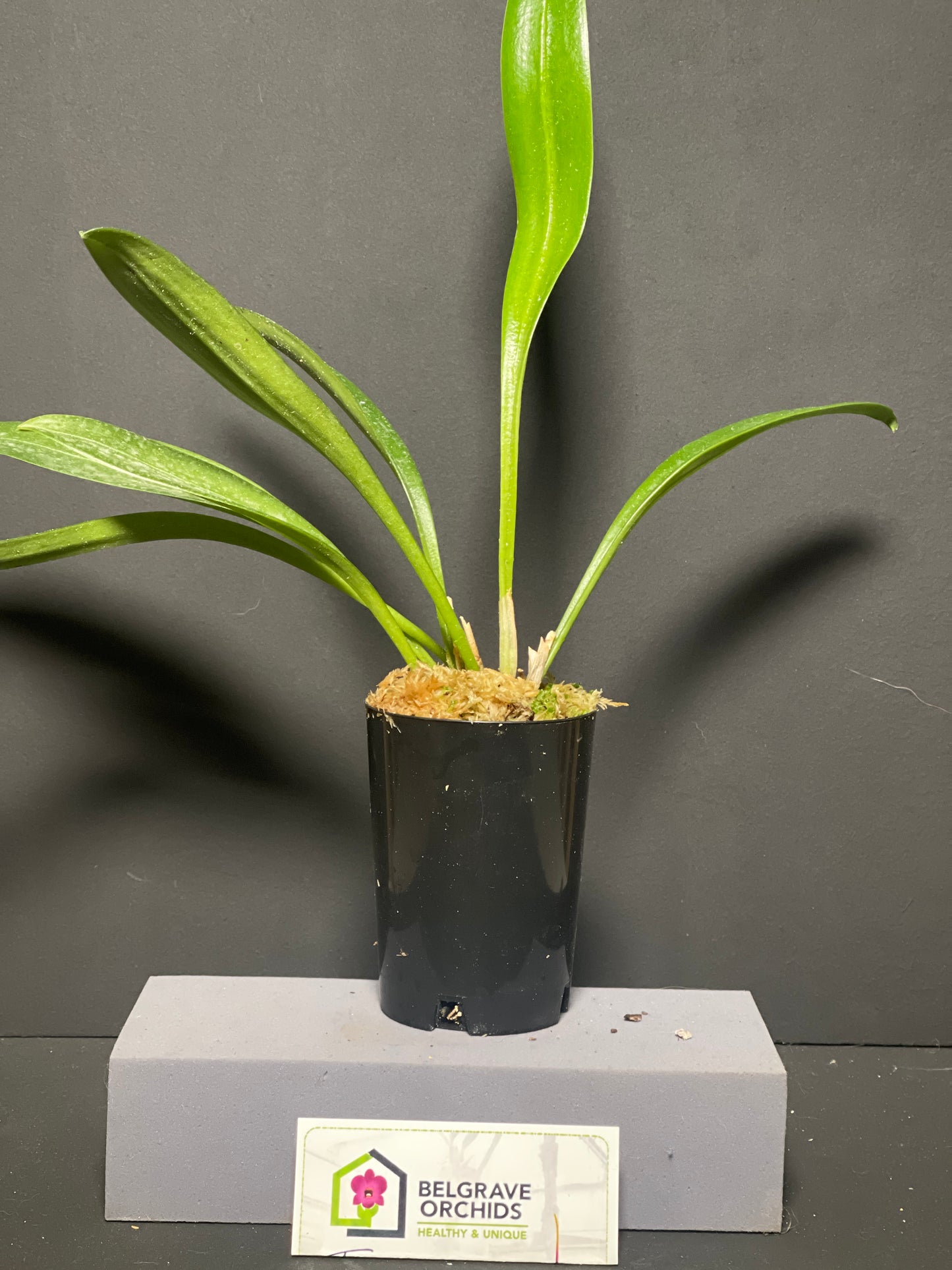 Masdevallia Cha Cha Cha 'Foxy Lady' plant showing compact upright foliage in cultivation