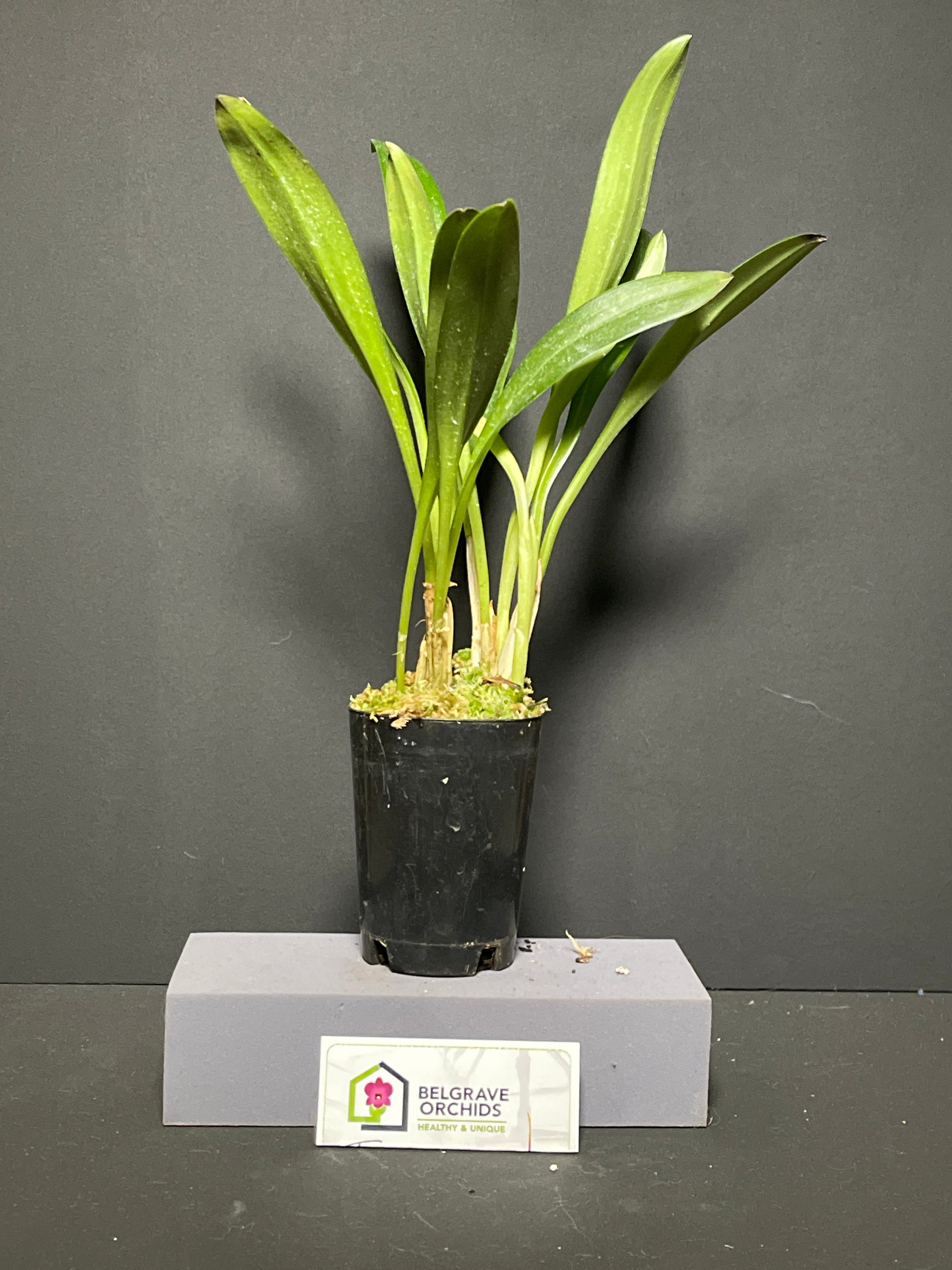 Masdevallia (Patricia Hill × macrura) 'Chunkie' plant showing compact upright foliage in cultivation
