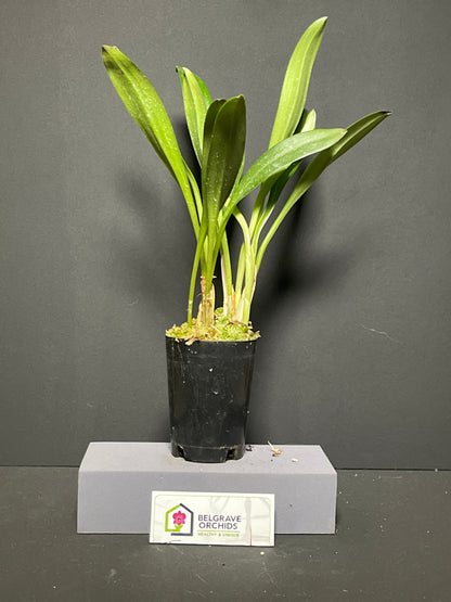 Masdevallia (Patricia Hill × macrura) 'Chunkie' plant showing compact upright foliage in cultivation