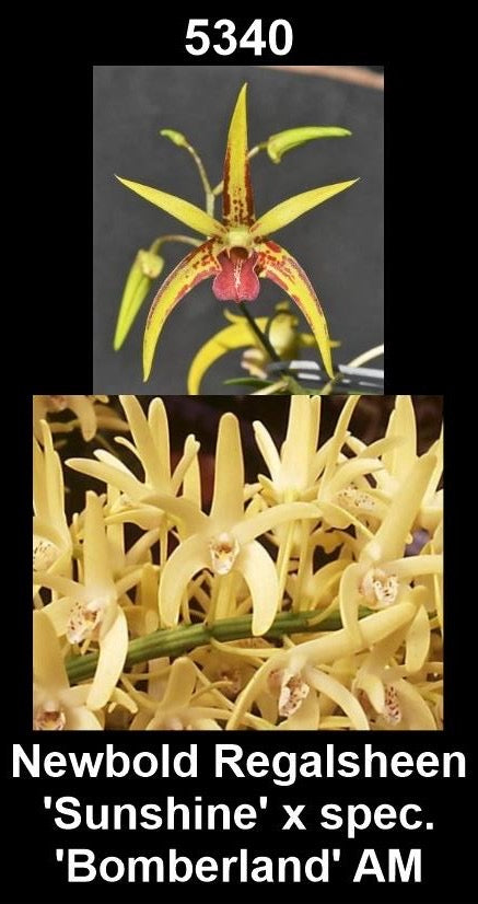 Dendrobium Newbold Regalsheen 'Sunshine' × speciosum 'Bomberland' AM/OSCOV HCC/AOC parent plants — photographs show parent plants