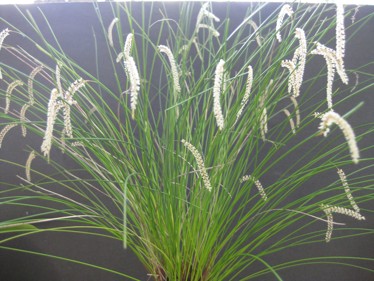 Coelogyne tenella (syn. Dendrochilum tenellum), clump of needle-fine leaves with chains of pale flowers