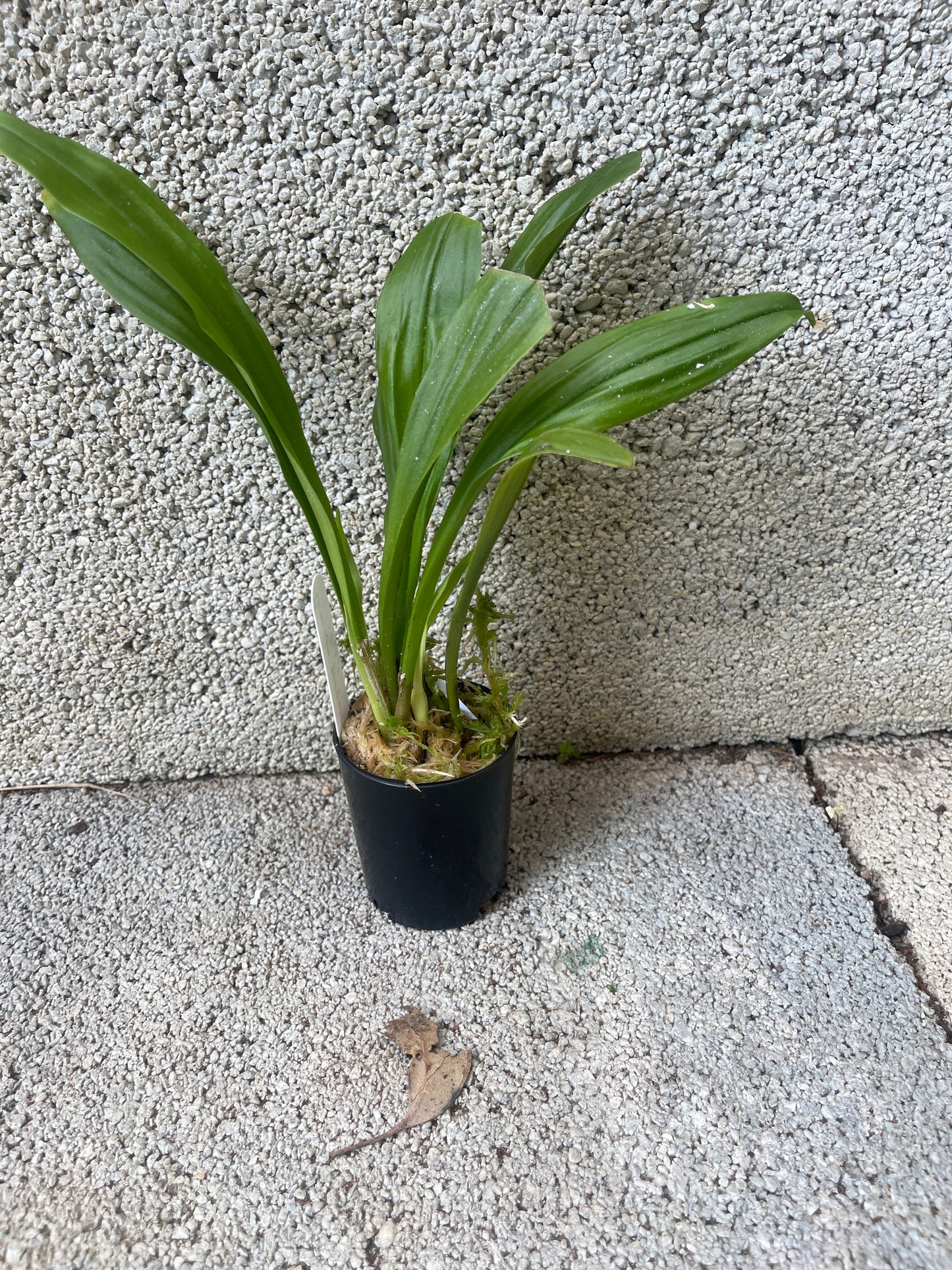Dracula gorgonella 'Fini' plant showing compact upright pleated foliage in cultivation