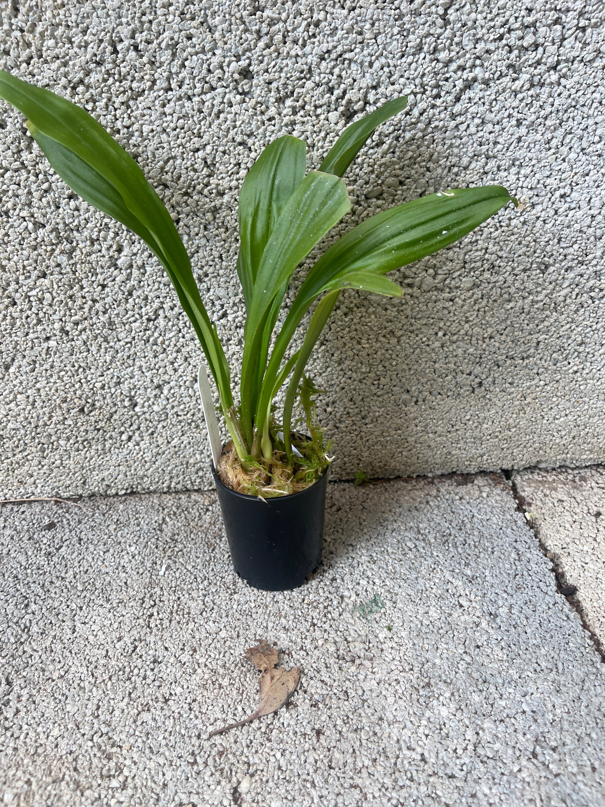 Dracula gorgonella 'Fini' plant showing compact upright pleated foliage in cultivation