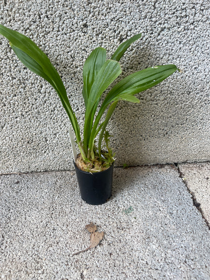 Dracula gorgonella 'Fini' plant showing compact upright pleated foliage in cultivation
