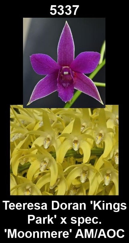 Dendrobium Teresa Doran 'Kings Park' × speciosum 'Moonmere' AM/AOC parent plants — photographs show parent plants