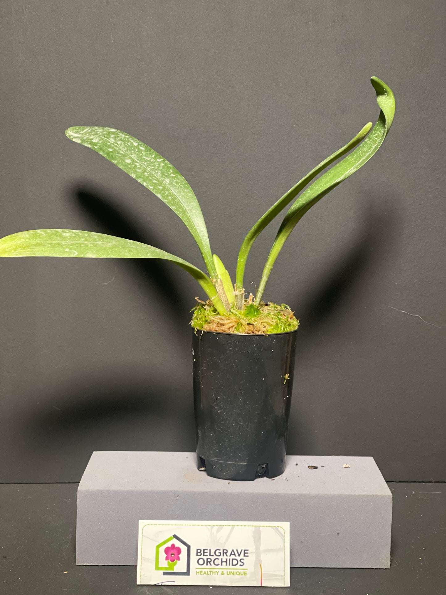 Masdevallia colossus 'Green Dragon' plant showing large upright foliage in cultivation