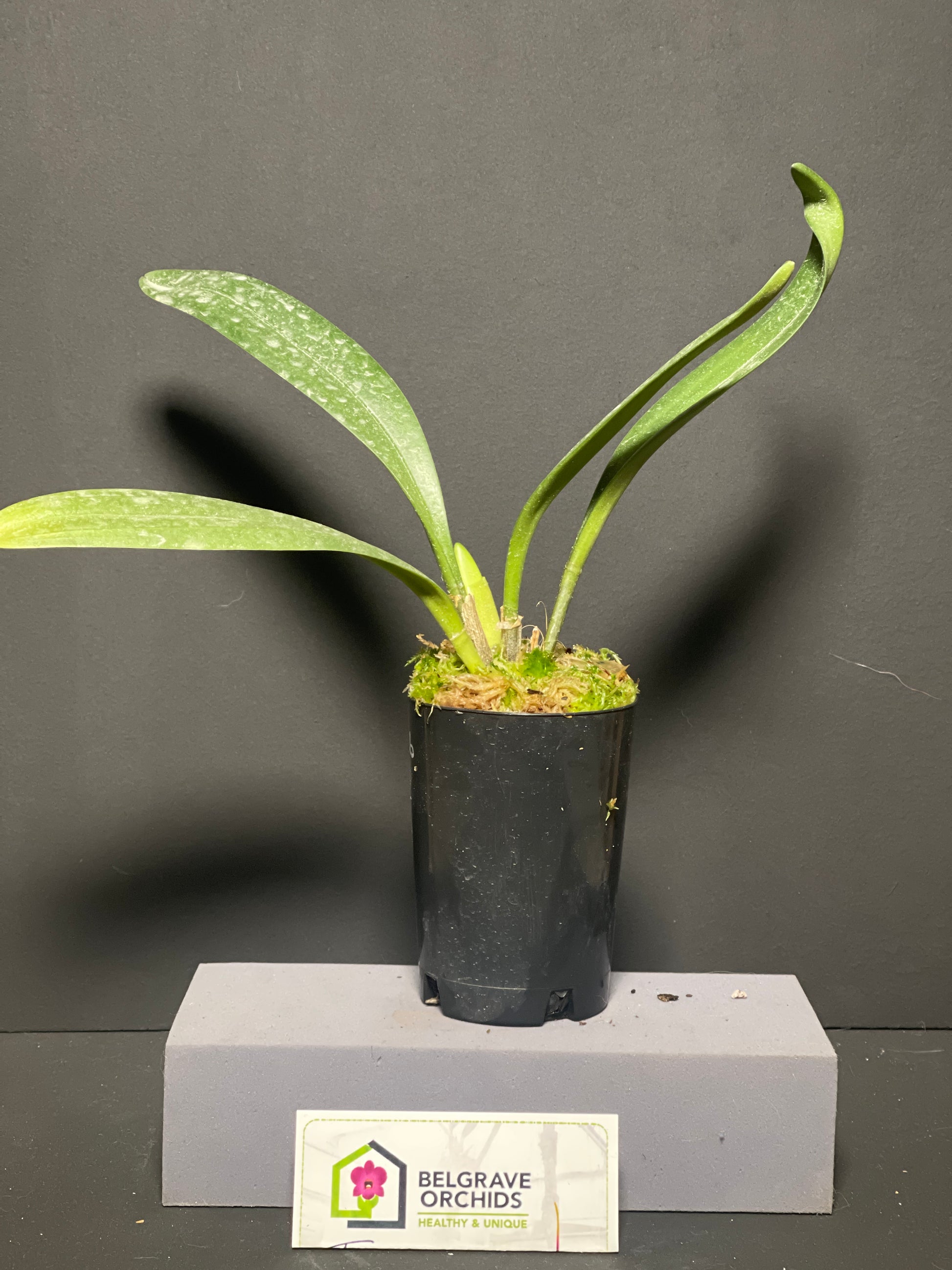 Masdevallia colossus 'Green Dragon' plant showing large upright foliage in cultivation