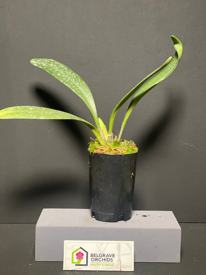 Masdevallia colossus 'Green Dragon' plant showing large upright foliage in cultivation