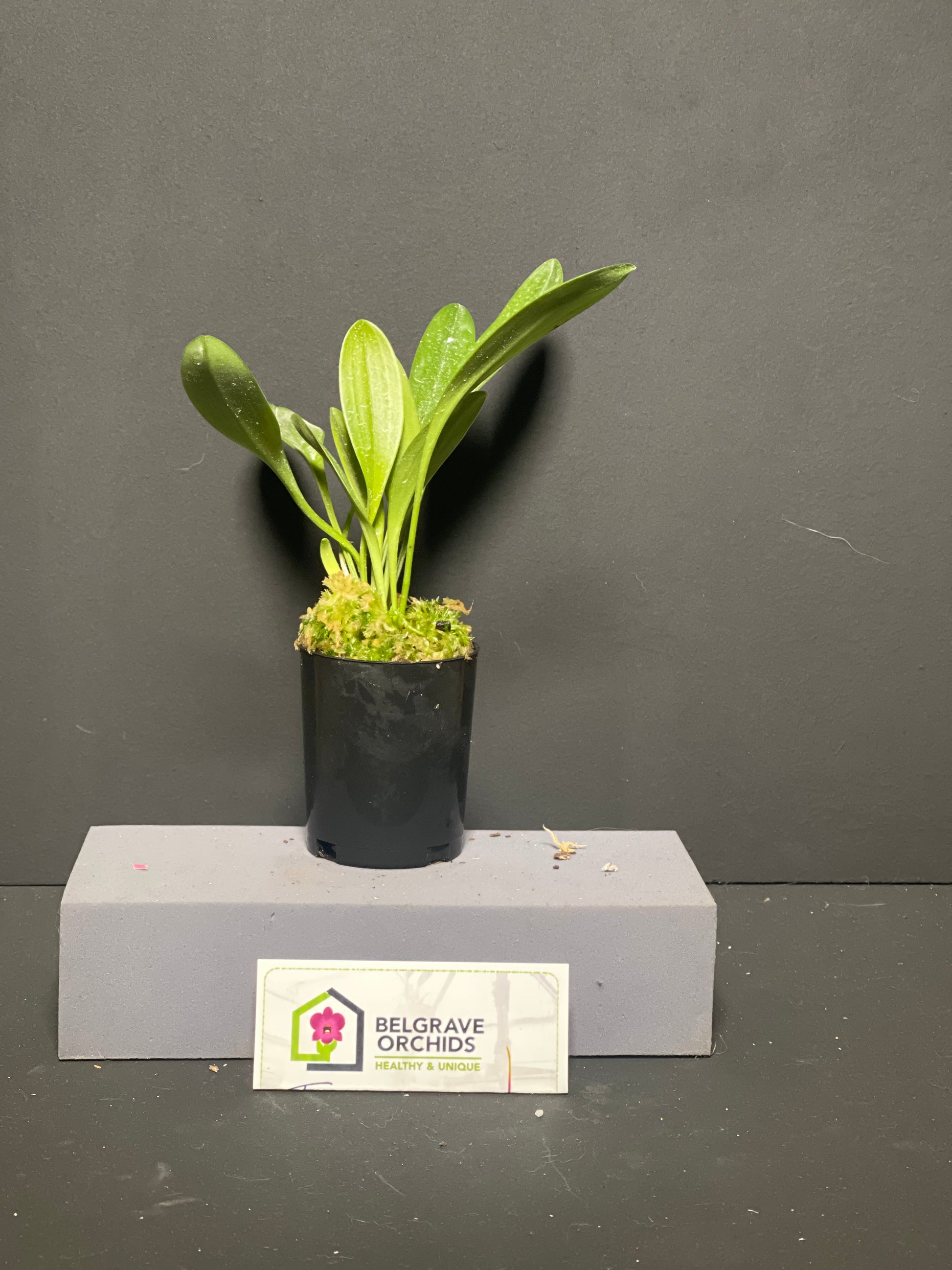 Masdevallia Peppermint Glow 'Morade' plant showing compact upright foliage in cultivation