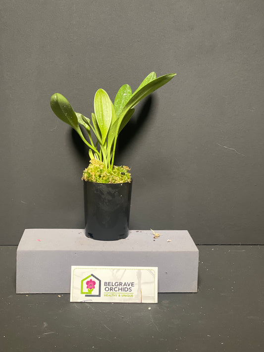 Masdevallia Peppermint Glow 'Morade' plant showing compact upright foliage in cultivation