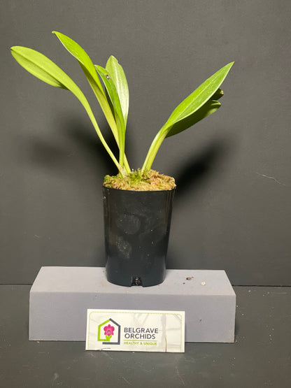 Masdevallia Machu Picchu 'Crown Point' AM/AOS plant showing compact upright foliage in cultivation