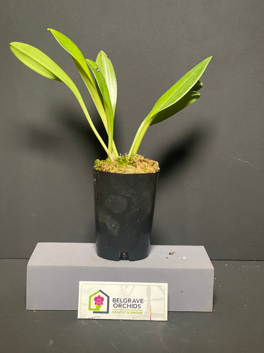 Masdevallia Machu Picchu 'Crown Point' AM/AOS plant showing compact upright foliage in cultivation