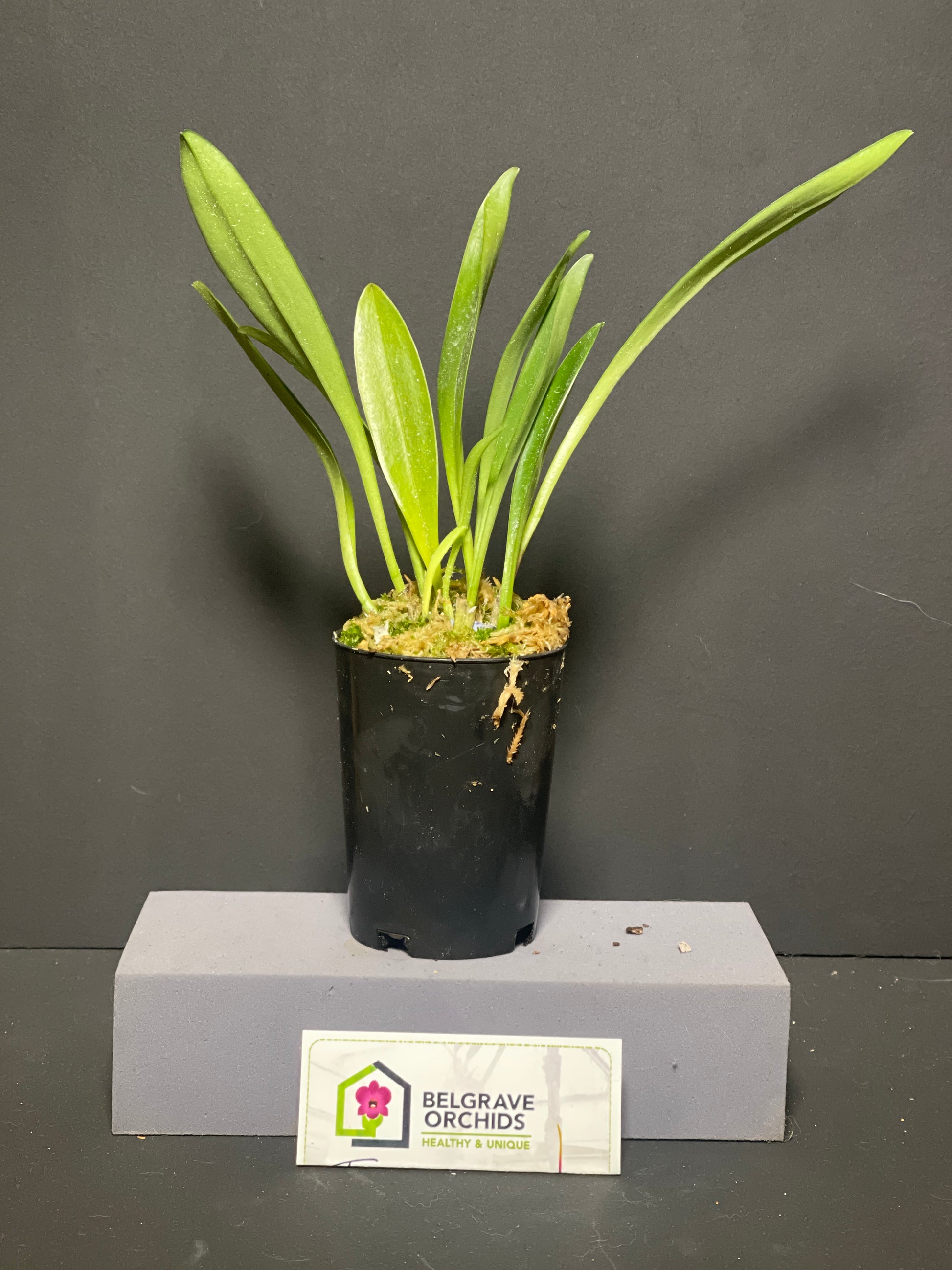Masdevallia (Marguerite × macrura) 'Sunshine' plant showing compact upright foliage in cultivation