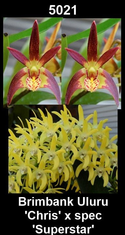 Dendrobium Brimbank Uluru 'Chris' × speciosum 'Superstar' parent plants showing speciosum-influenced flower forms — photographs show parent plants