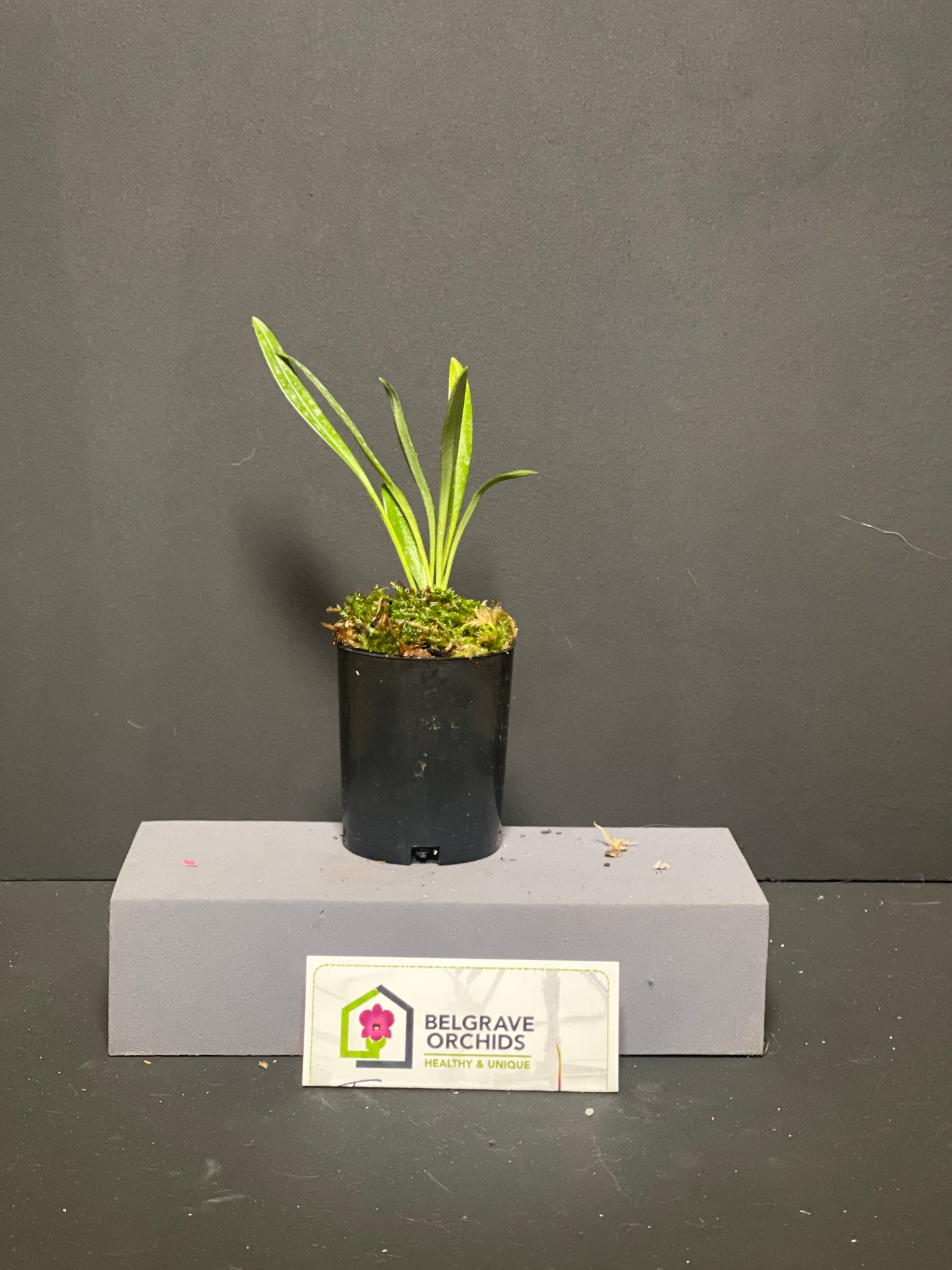 Masdevallia lineolata × tovarensis 'Cloud Nine' plant showing compact upright foliage in cultivation