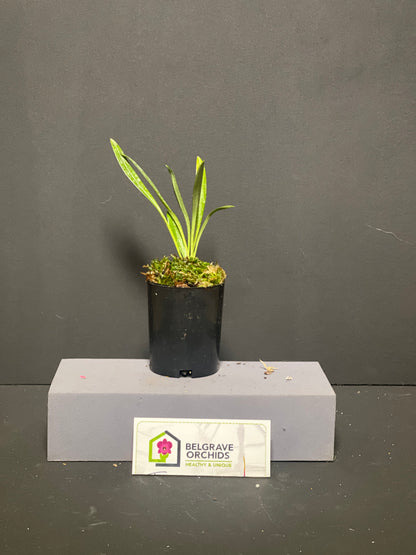 Masdevallia lineolata × tovarensis 'Cloud Nine' plant showing compact upright foliage in cultivation